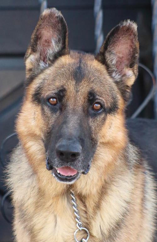 Westside German Shepherd Rescue of Los Angeles